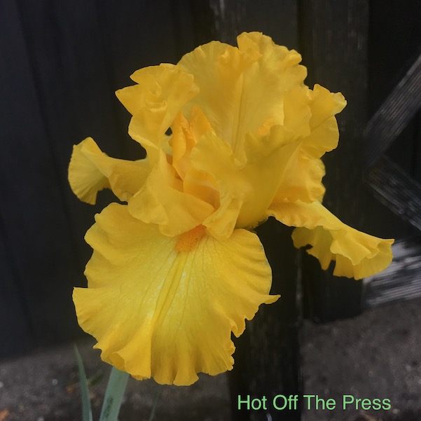 En bild som visar blomma, gul, vxt

Automatiskt genererad beskrivning