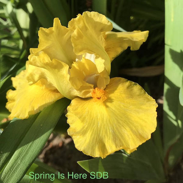 En bild som visar vxt, blomma, utomhus, gul

Automatiskt genererad beskrivning