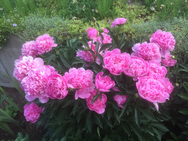 En bild som visar vxt, blomma, utomhus, rosa

Automatiskt genererad beskrivning