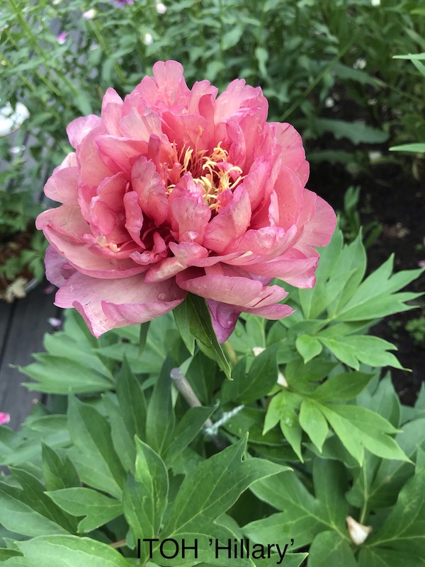 En bild som visar vxt, blomma, utomhus, rosa

Automatiskt genererad beskrivning